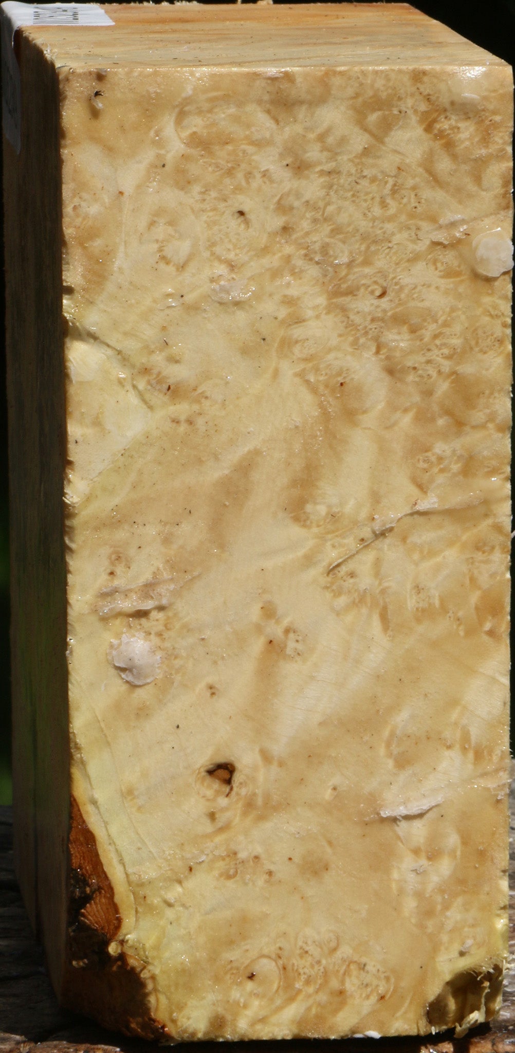 Box Elder Burl Bowl Blank