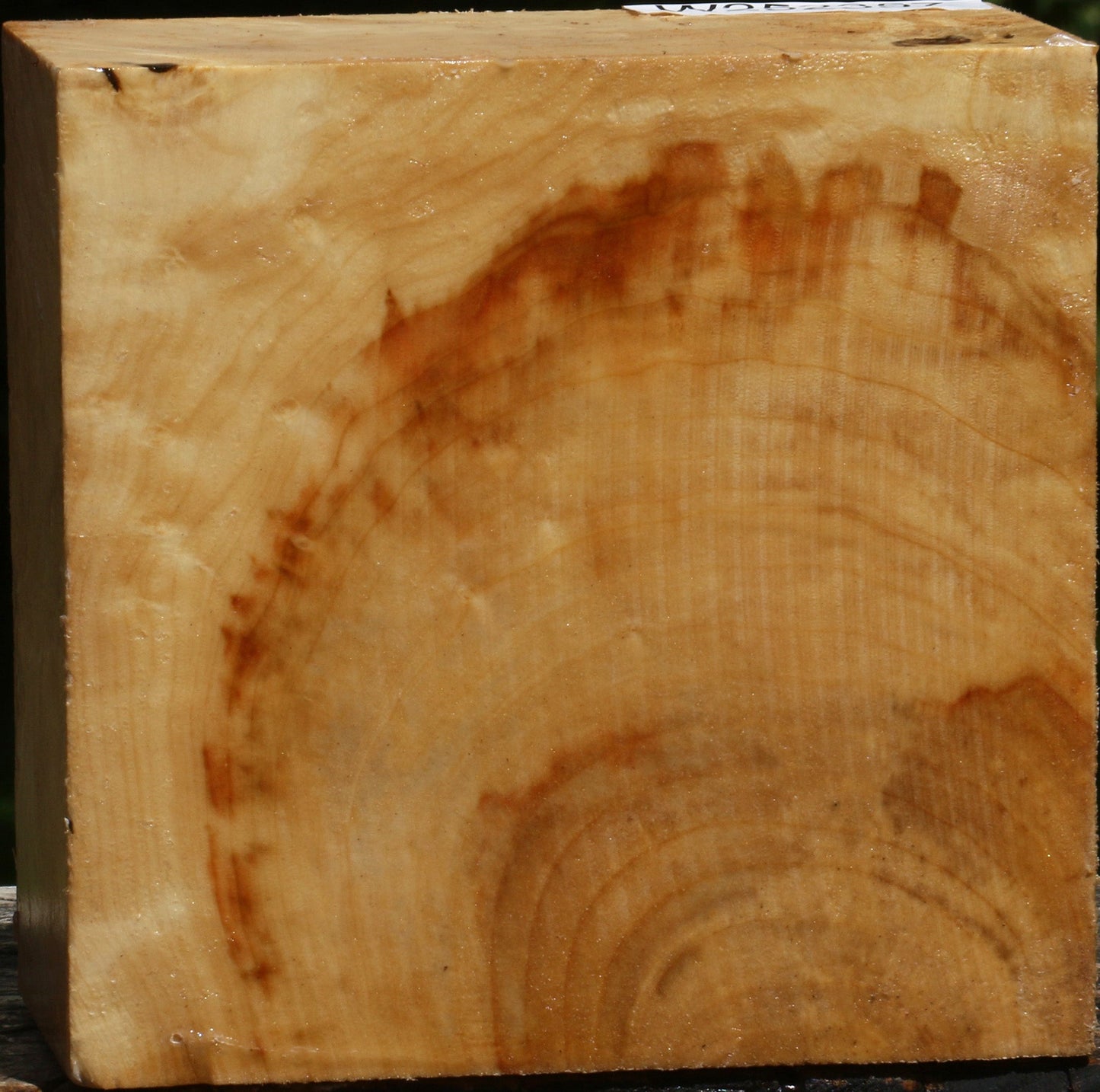 Extra Fancy Box Elder Bowl Blank