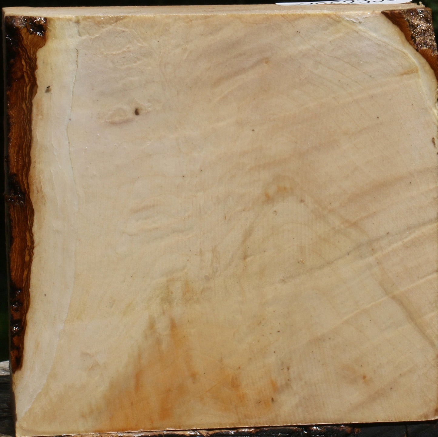 Figured Box Elder Bowl Blank