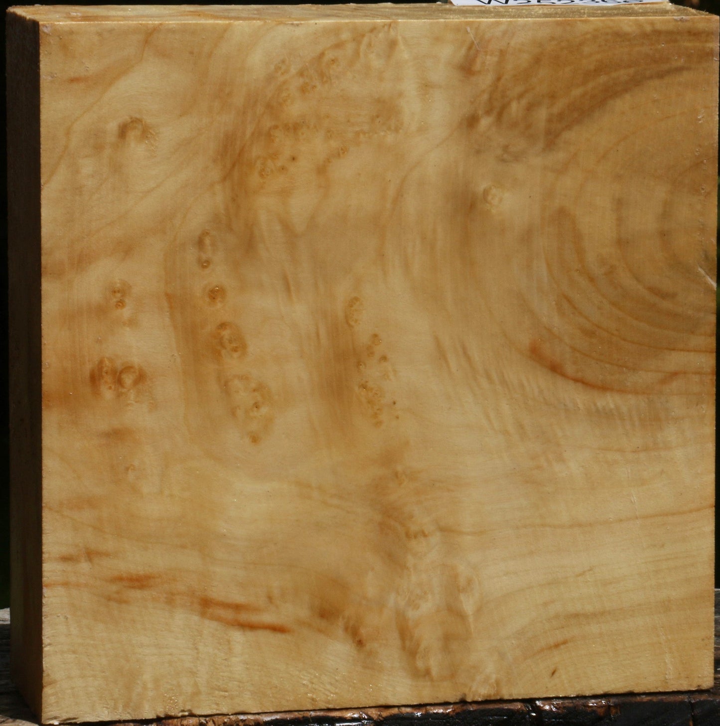Extra Fancy Box Elder Bowl Blank