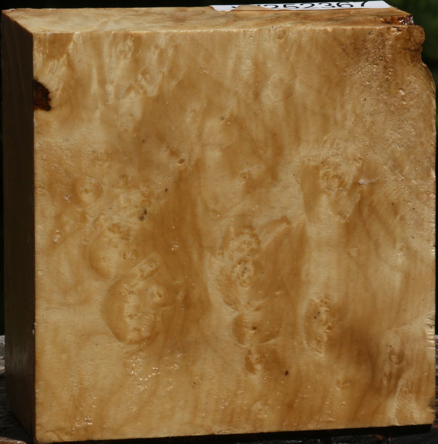 Box Elder Burl Bowl Blank