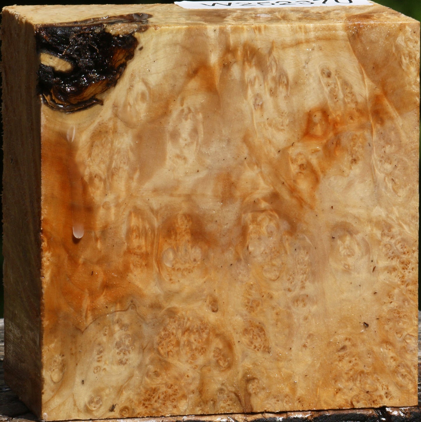 Box Elder Burl Bowl Blank