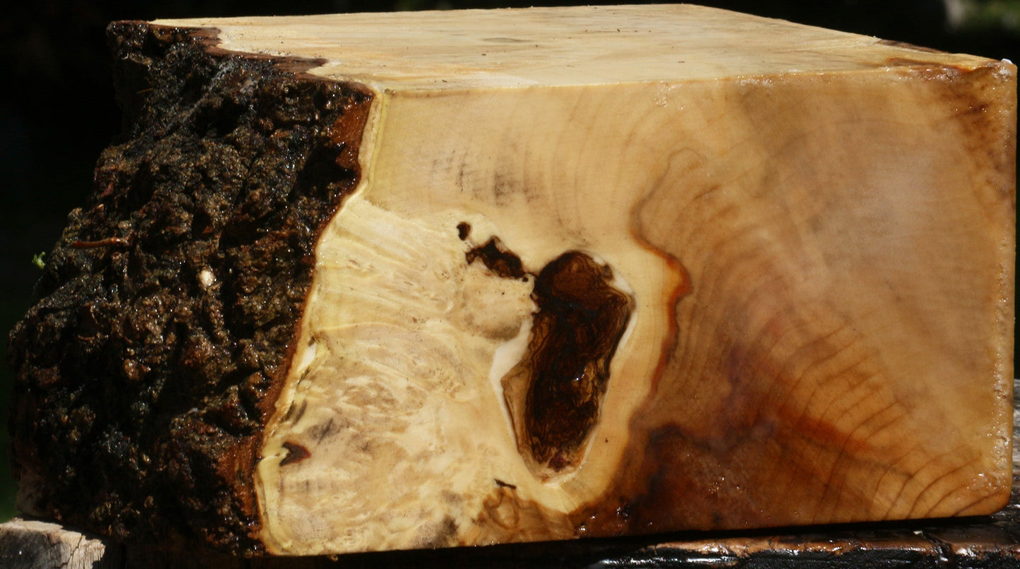 Box Elder Burl Live Edge Turning Blank