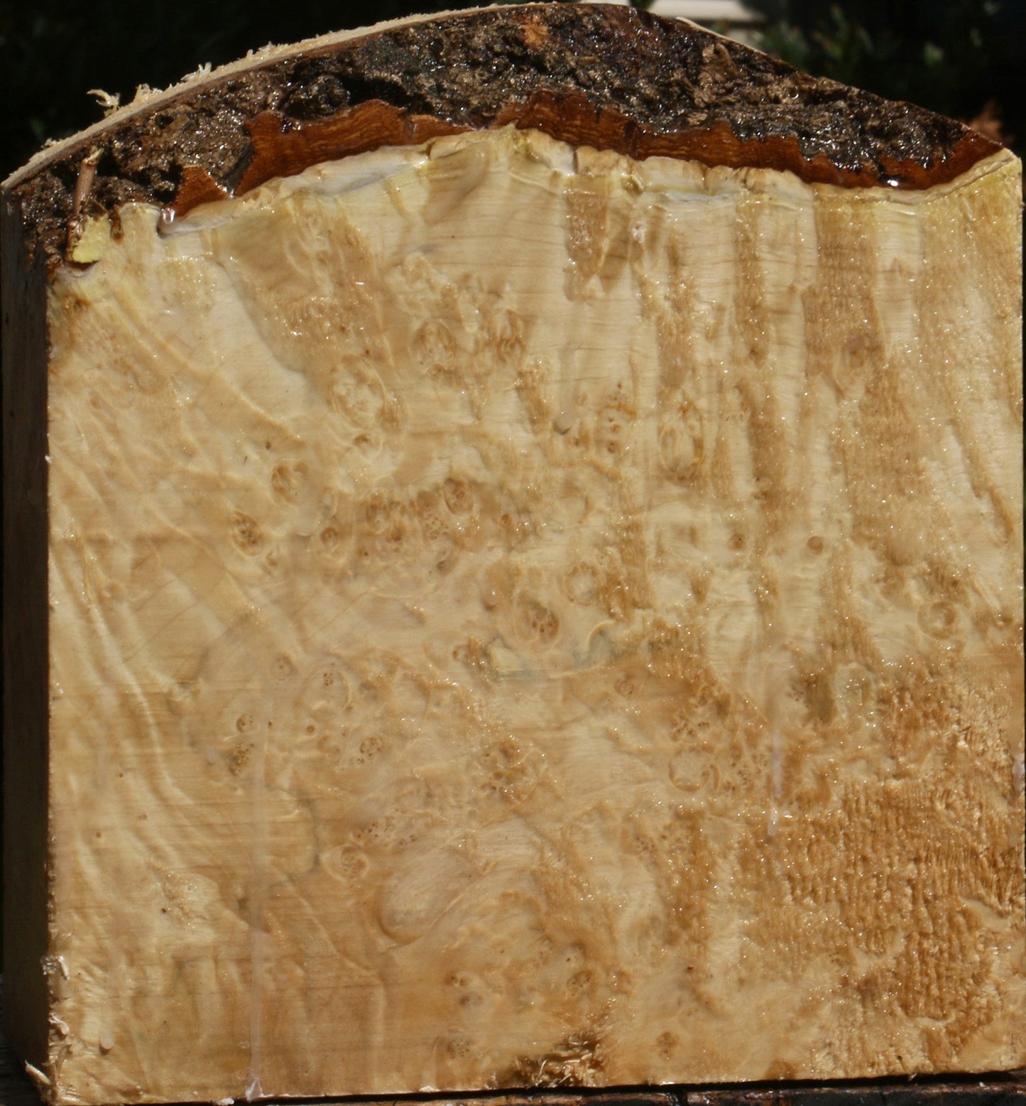 Box Elder Burl Live Edge Bowl Blank