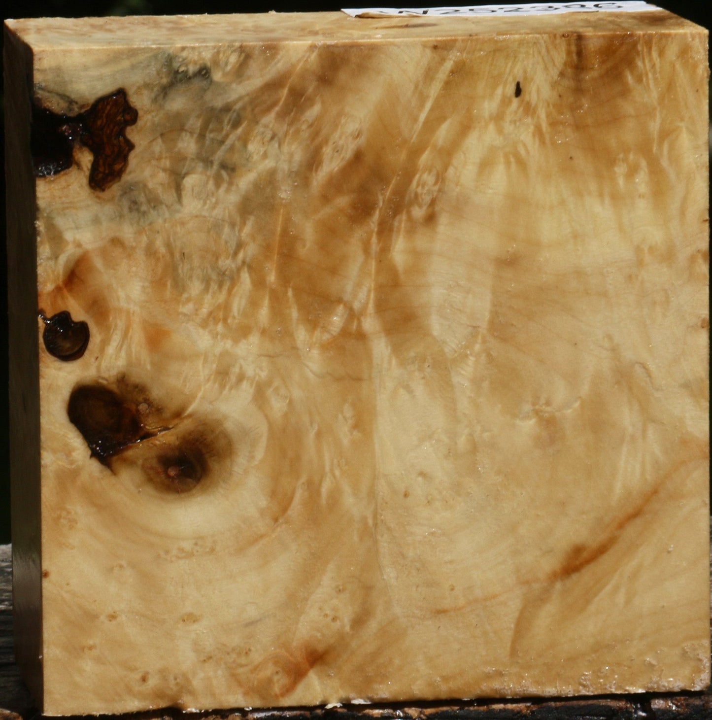 Box Elder Burl Bowl Blank