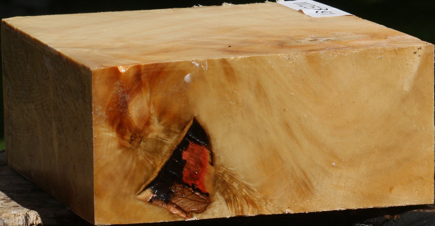 Extra Fancy Box Elder Bowl Blank