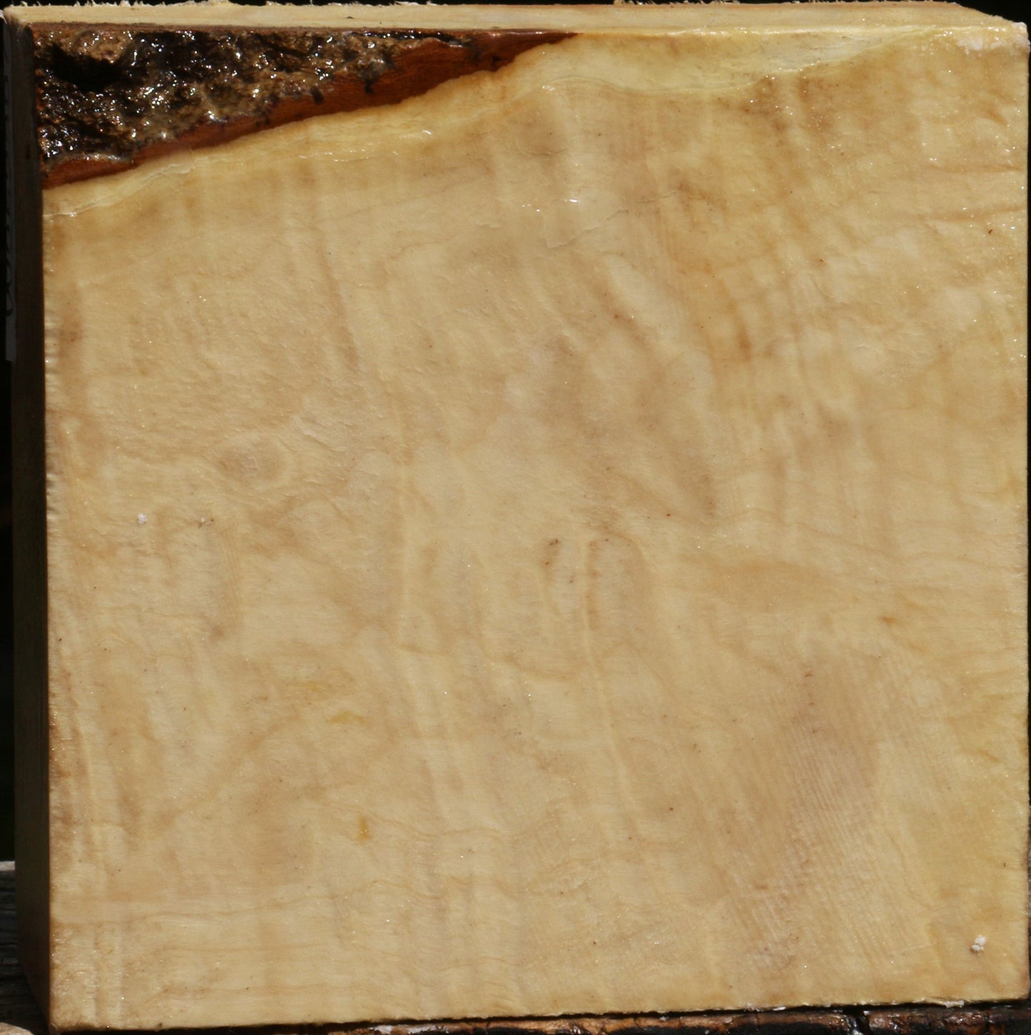 Extra Fancy Box Elder Bowl Blank