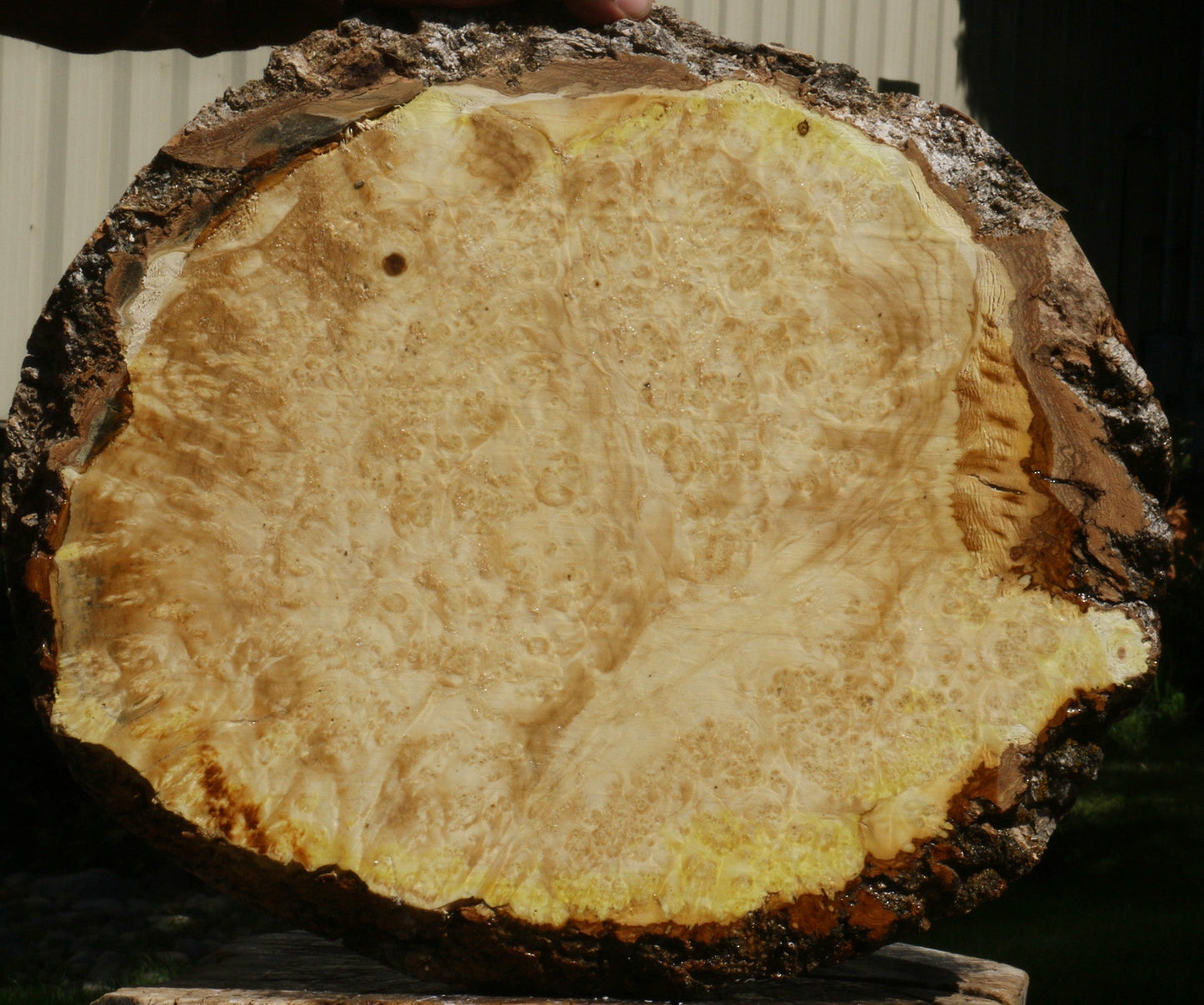 Box Elder Burl Cookie