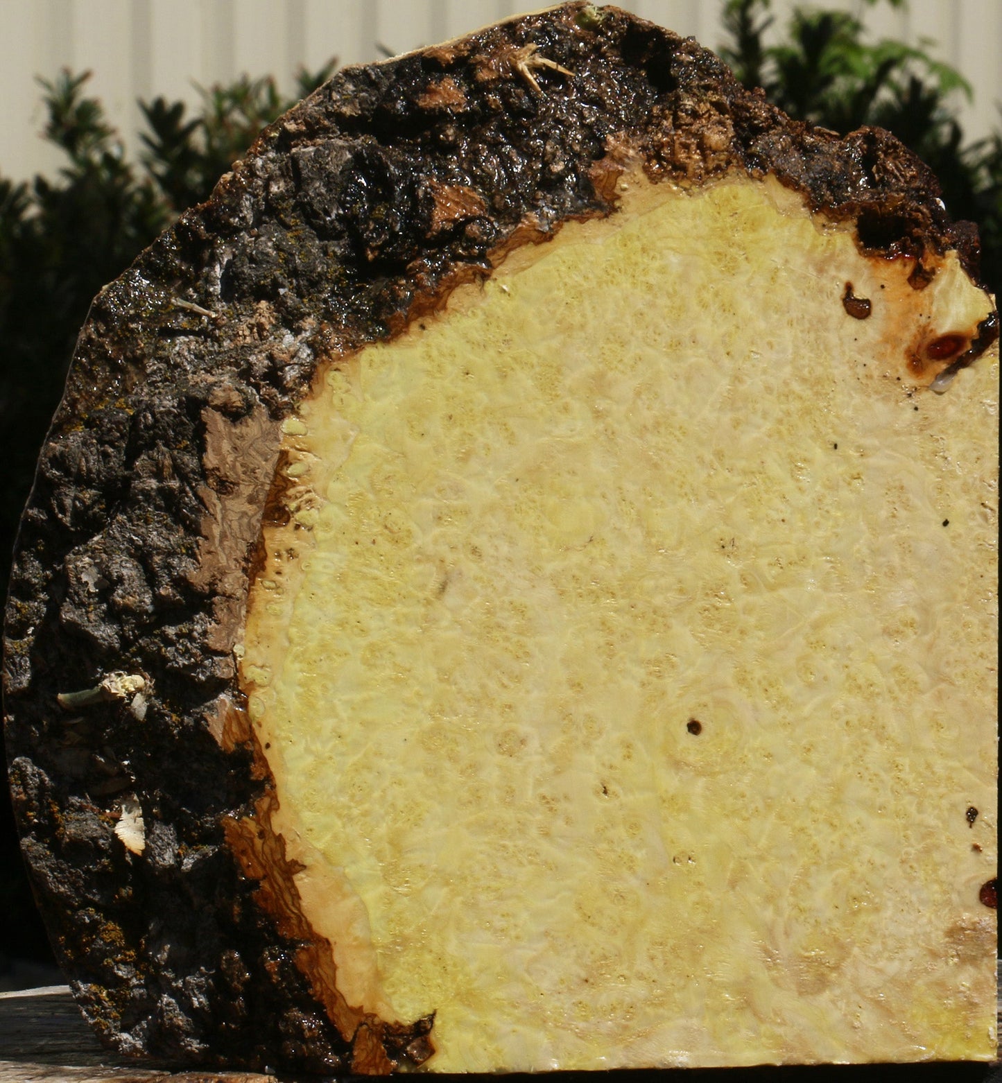 Box Elder Burl Live Edge Turning Blank