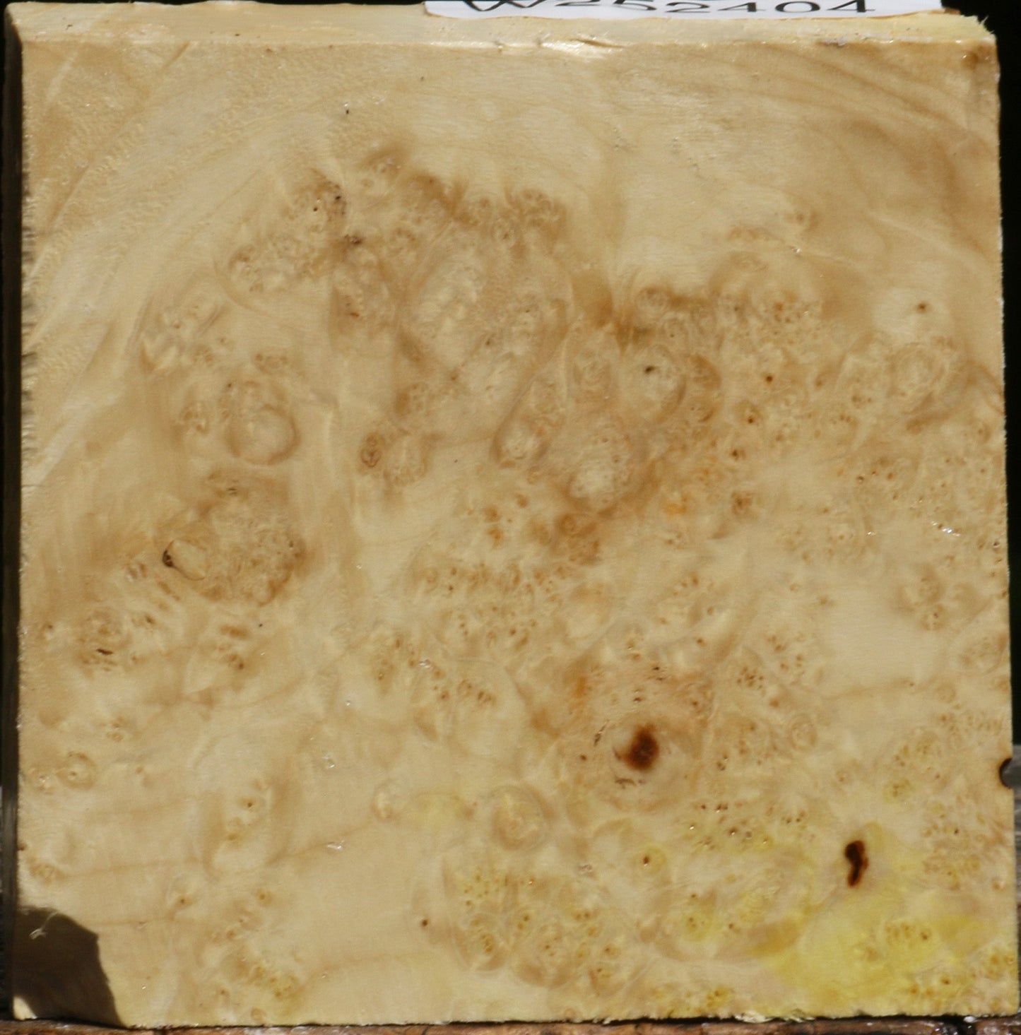 Box Elder Burl Bowl Blank