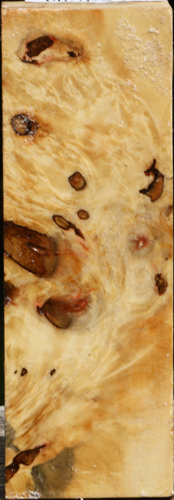 Rustic Box Elder Burl Turning Square