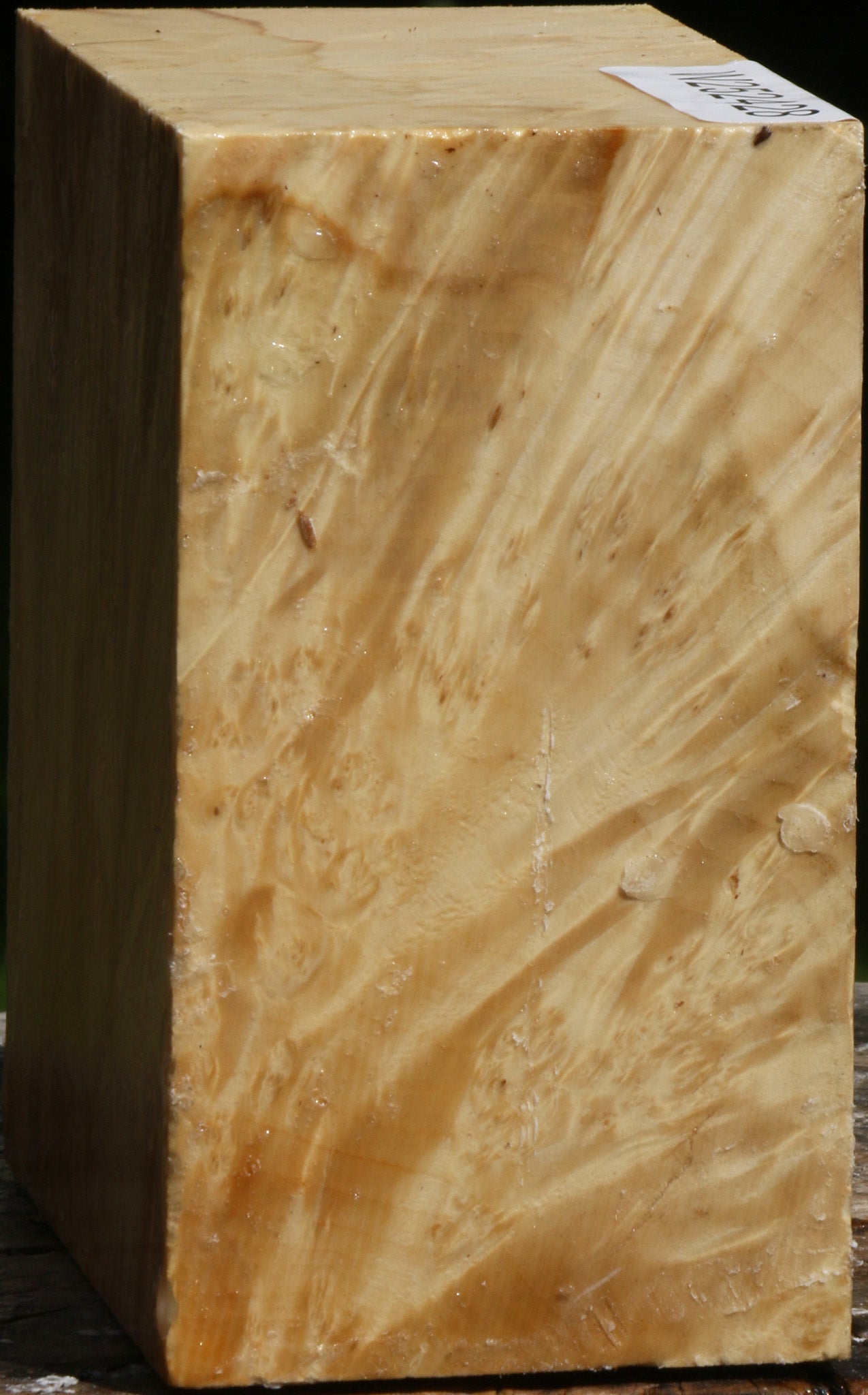 Box Elder Burl Bowl Blank