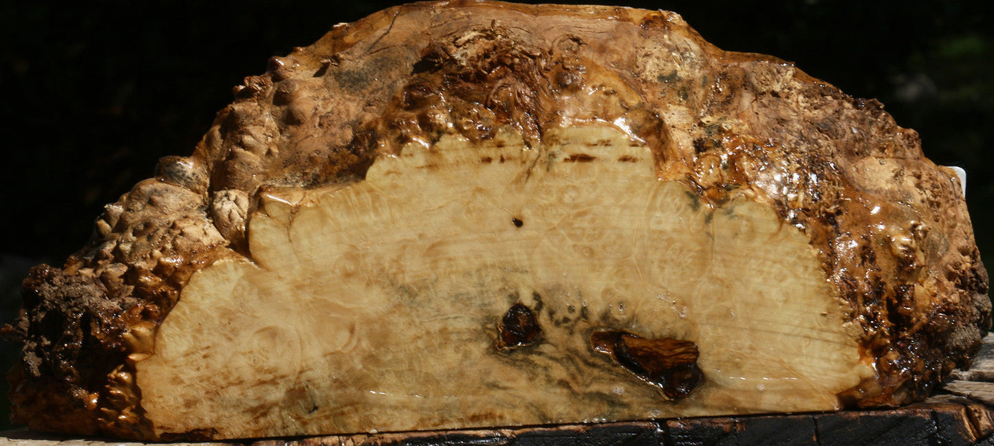 Box Elder Burl Live Edge Slice