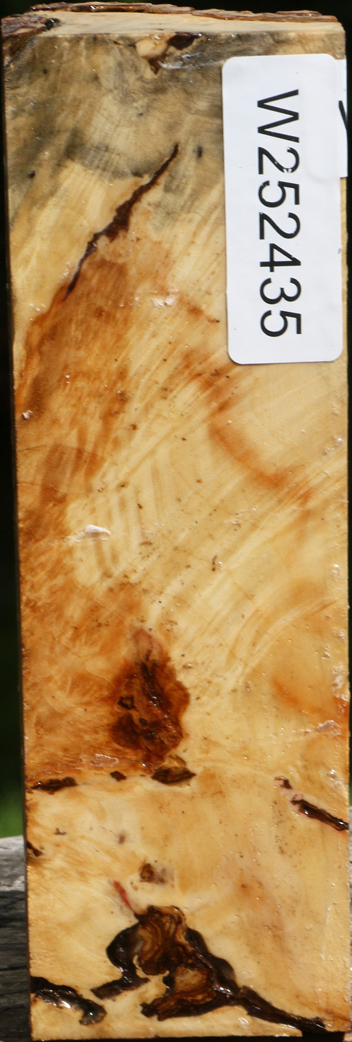 Box Elder Burl Live Edge Turning Blank