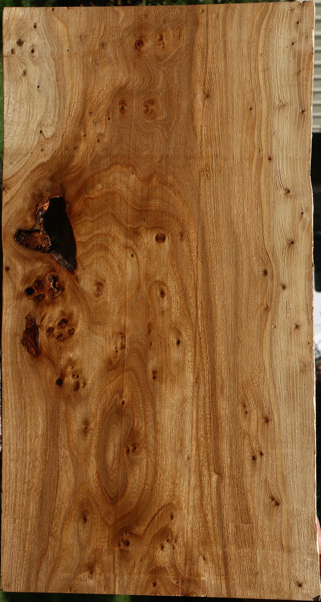 Extra Fancy Elm Burl Live Edge Lumber