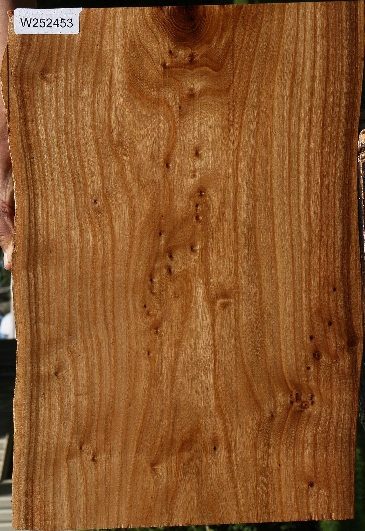 Siberian Elm Live Edge Lumber