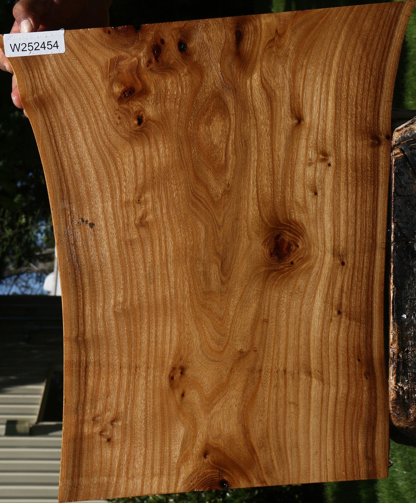 Siberian Elm Live Edge Lumber