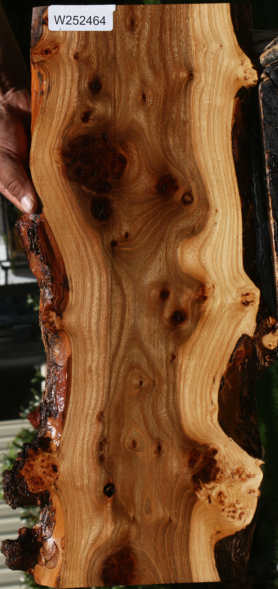 Extra Fancy Siberian Elm Burl Live Edge Lumber