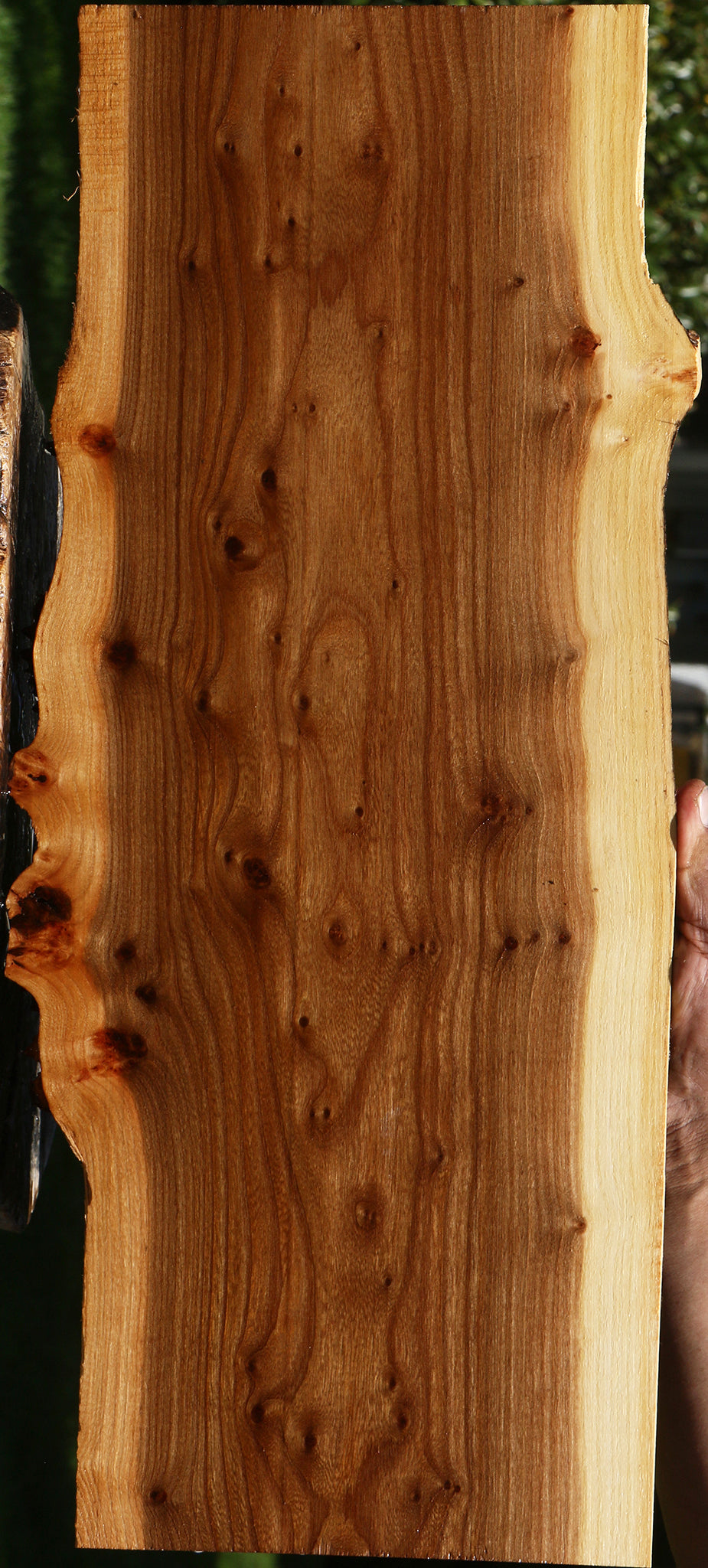 Extra Fancy Siberian Elm Burl Live Edge Lumber