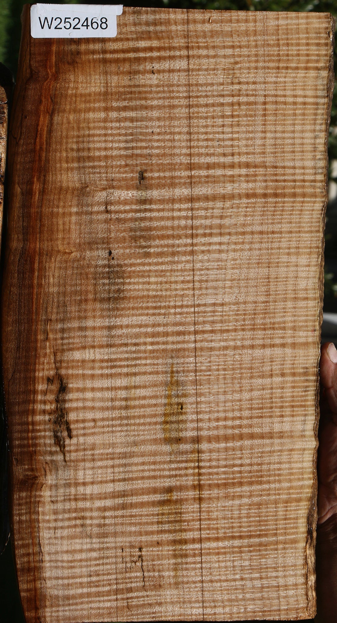 Extra Fancy Rustic Maple Live Edge Lumber