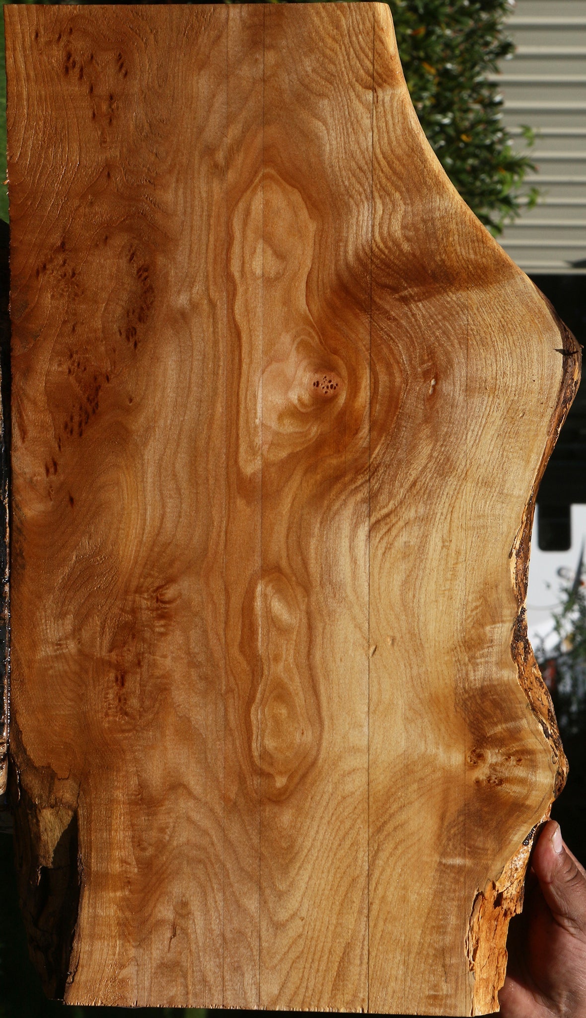 Extra Fancy Maple Live Edge Lumber
