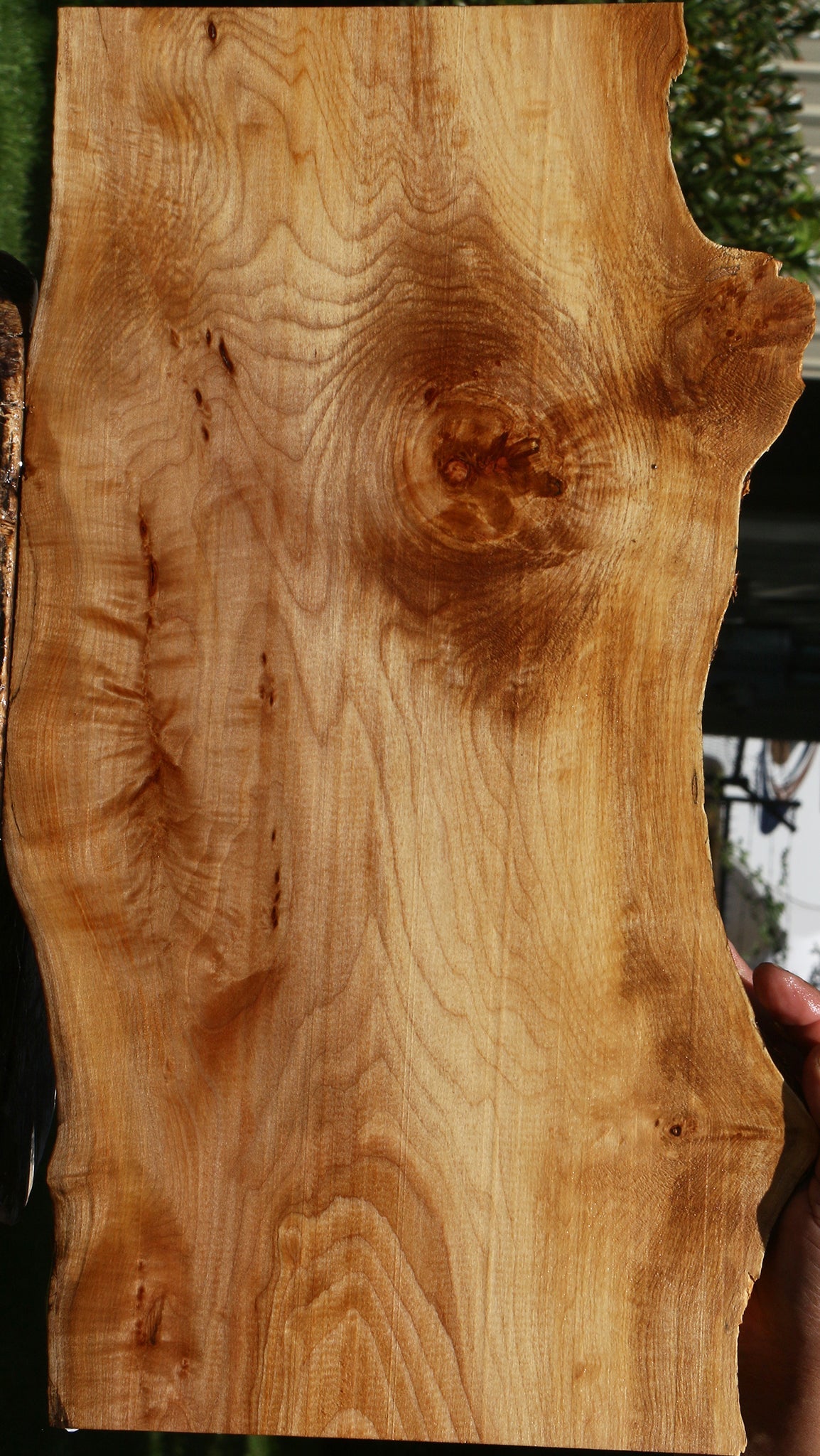 Extra Fancy Maple Live Edge Lumber
