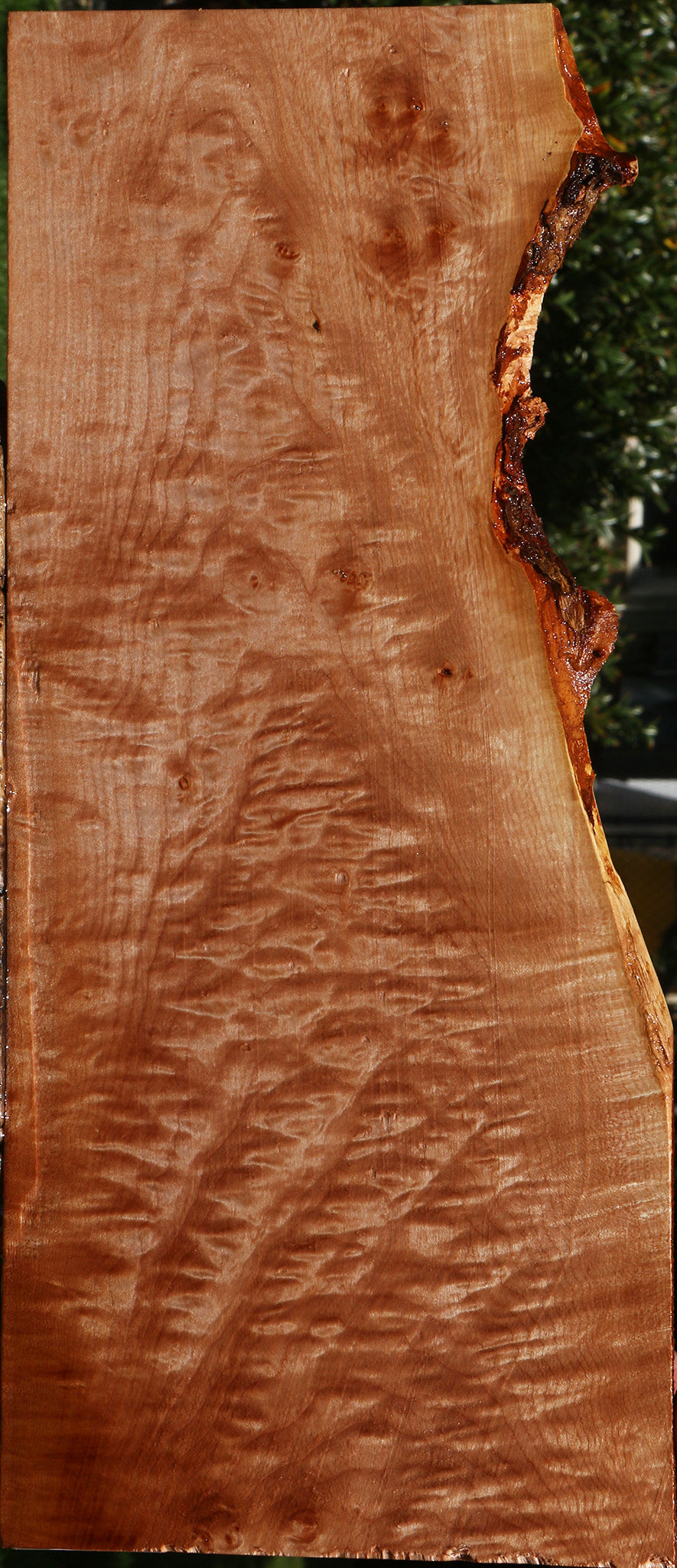 Extra Fancy Maple Live Edge Lumber