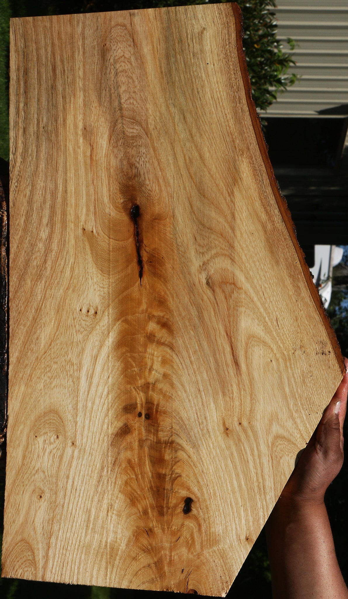 Extra Fancy Catalpa Live Edge Lumber