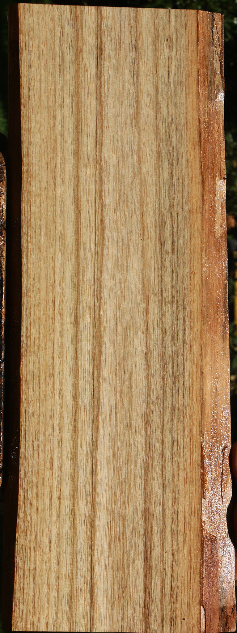 Catalpa Live Edge Lumber