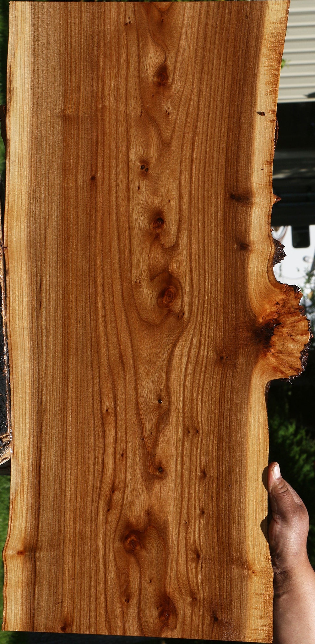 Figured Siberian Elm Live Edge Lumber