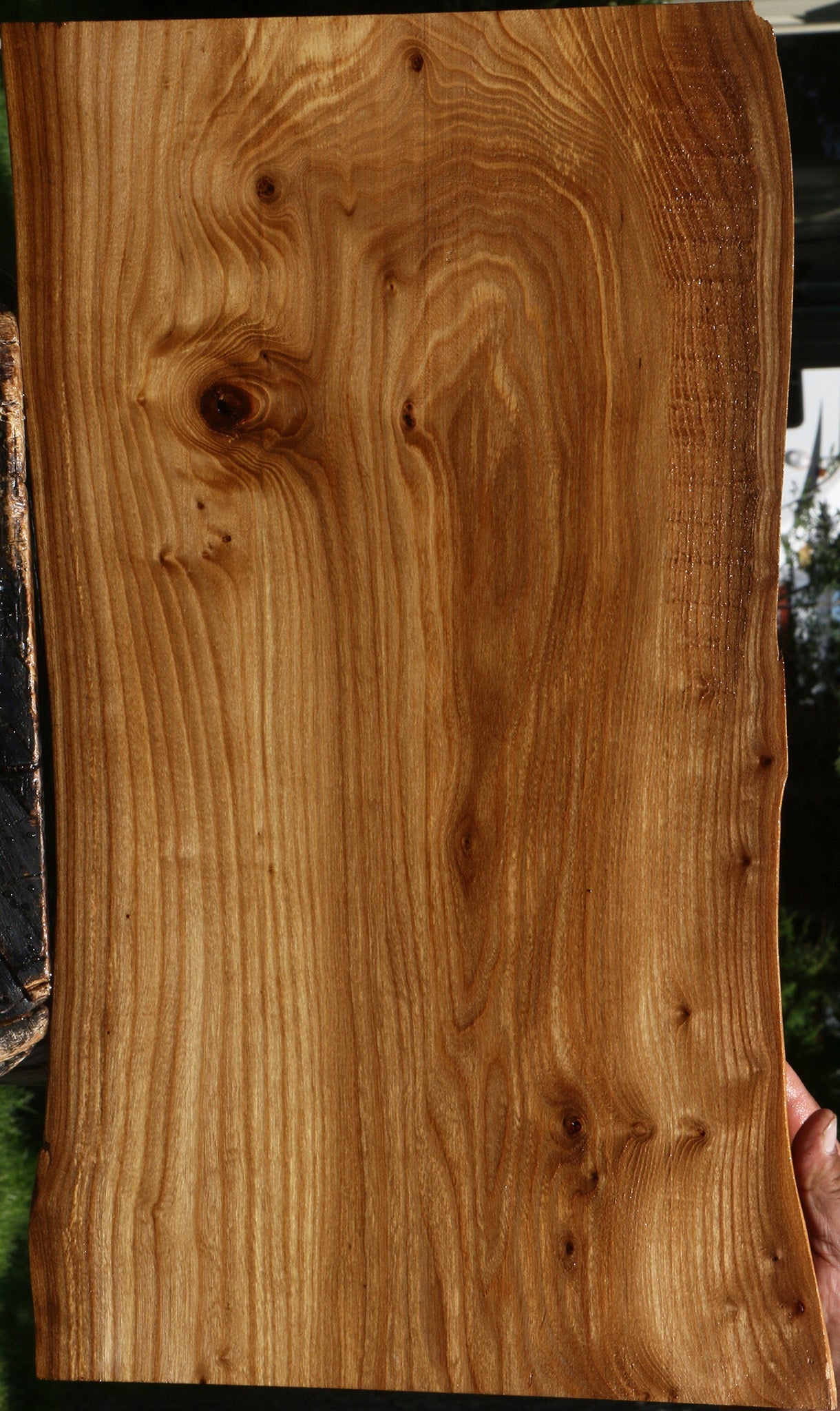 Siberian Elm Live Edge Lumber