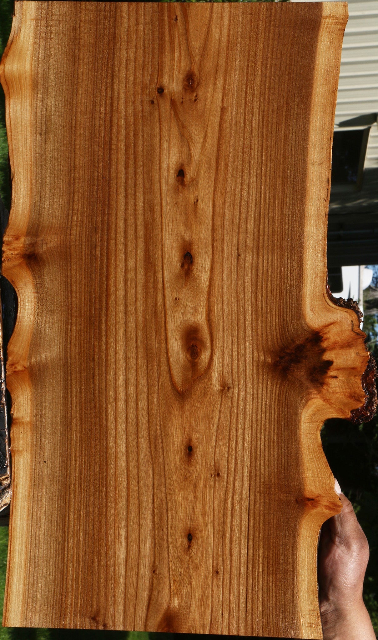 Siberian Elm Live Edge Lumber