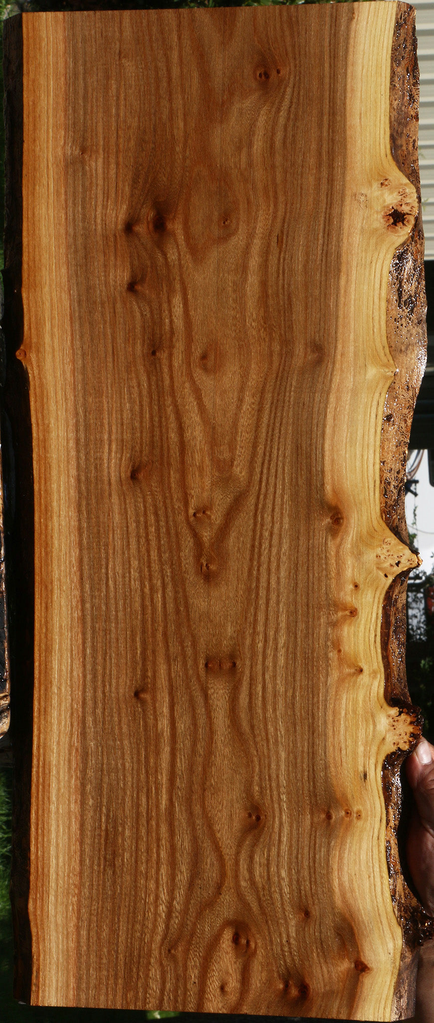 Siberian Elm Live Edge Lumber