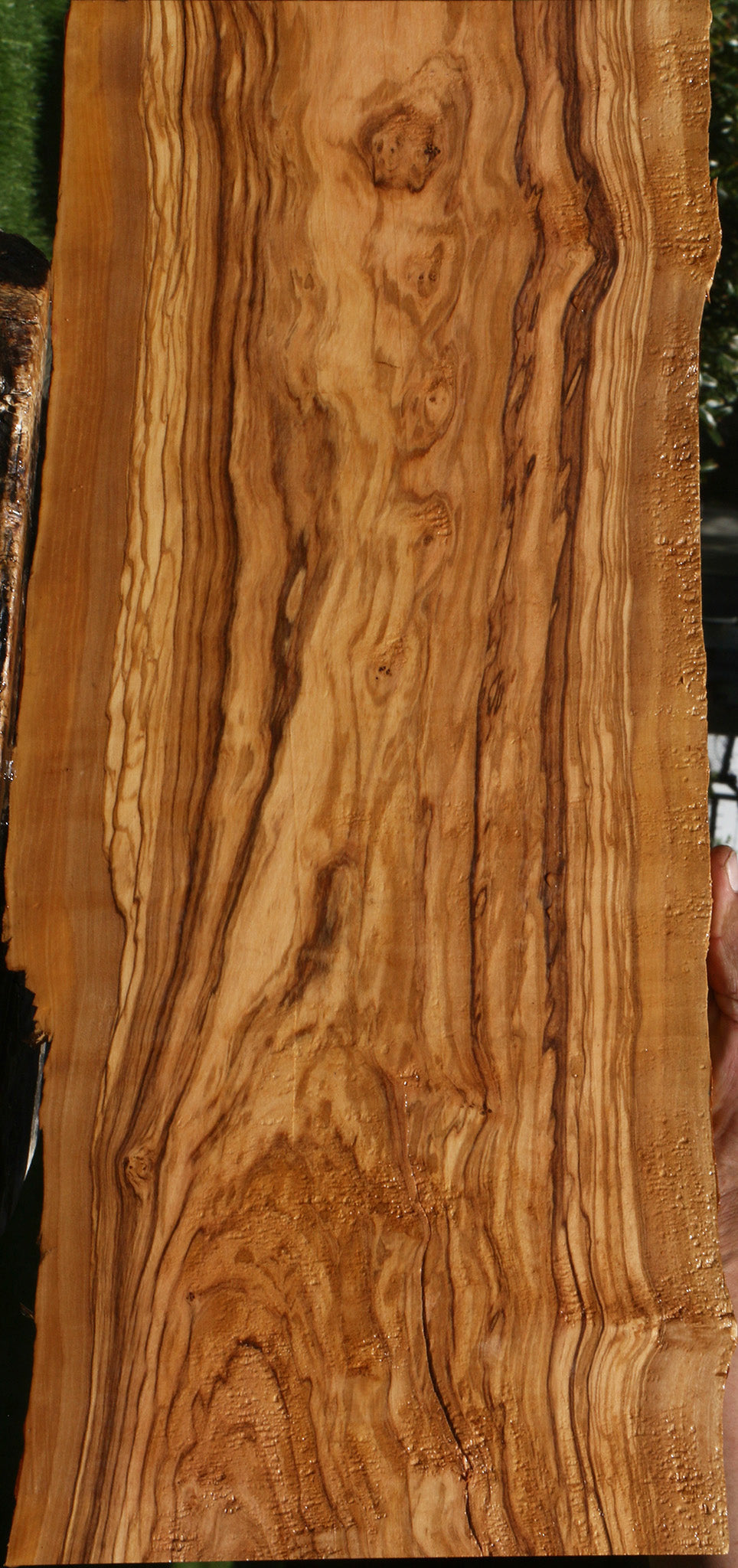 Extra Fancy Olive Live Edge Lumber