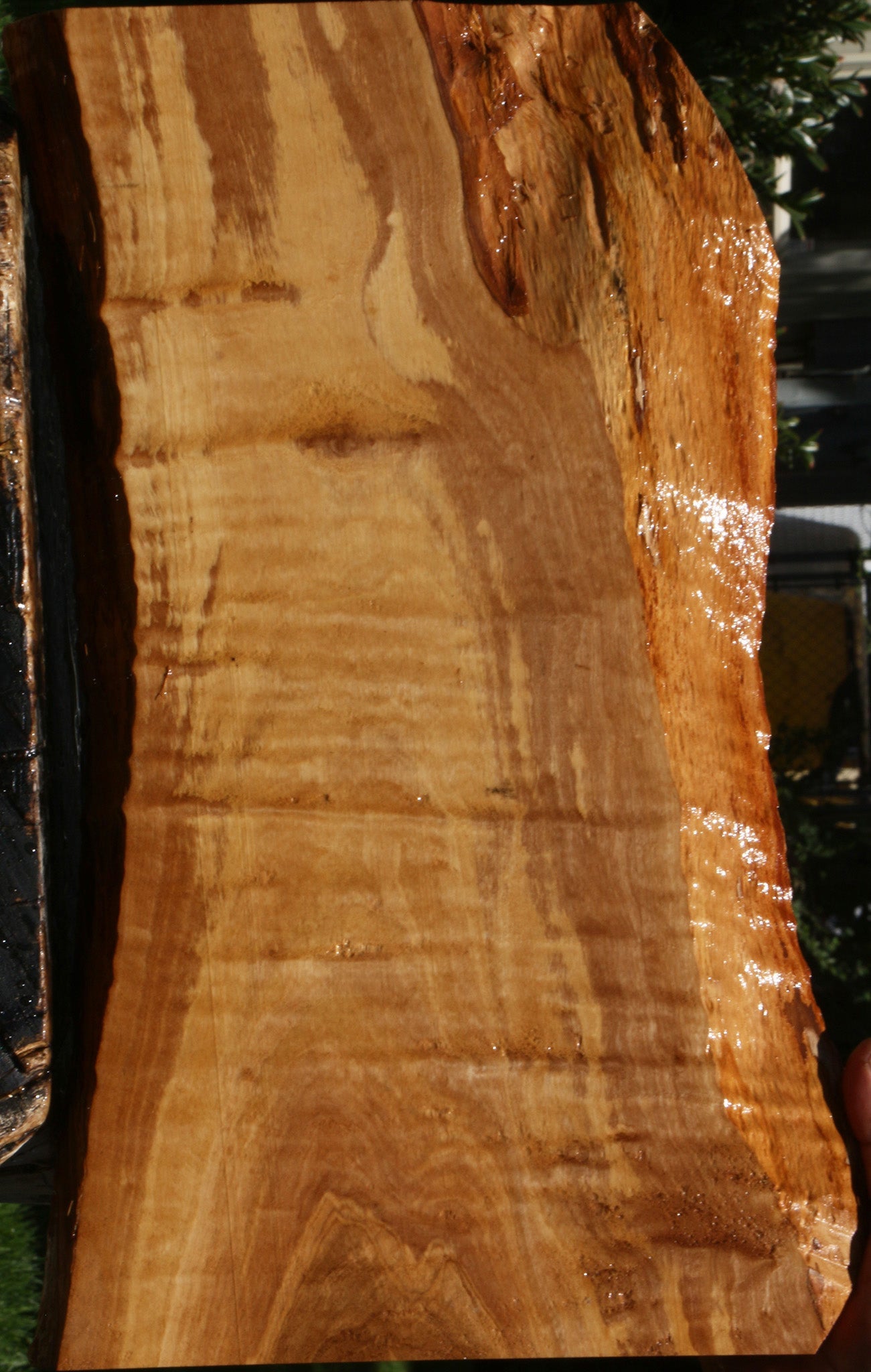 Extra Fancy Olive Live Edge Lumber