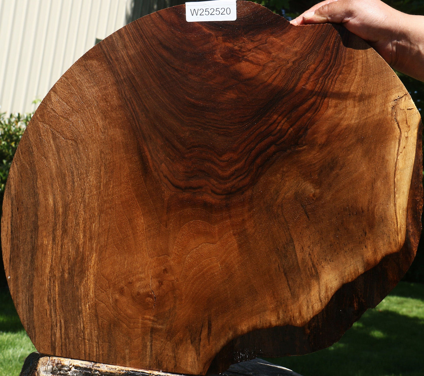 Fiddleback English Walnut Cookie