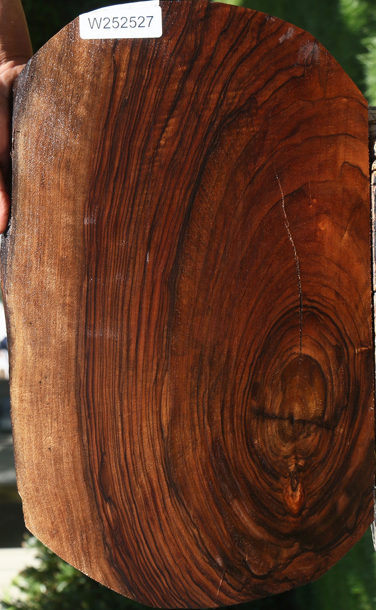 Exhibition English Walnut Live Edge Lumber