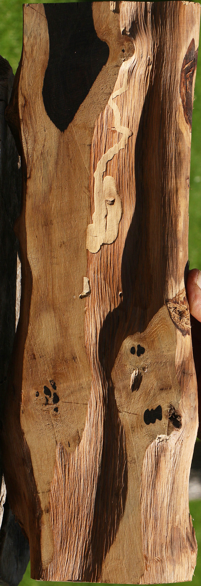 Rustic African Blackwood Live Edge Lumber