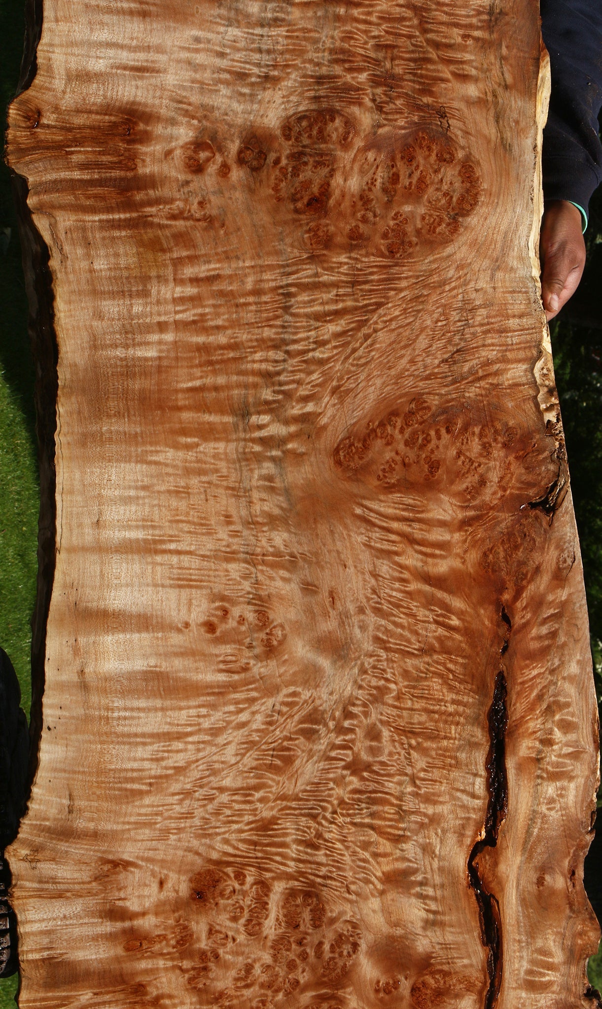 Maple Burl Live Edge Slab (Free Shipping Excluded)