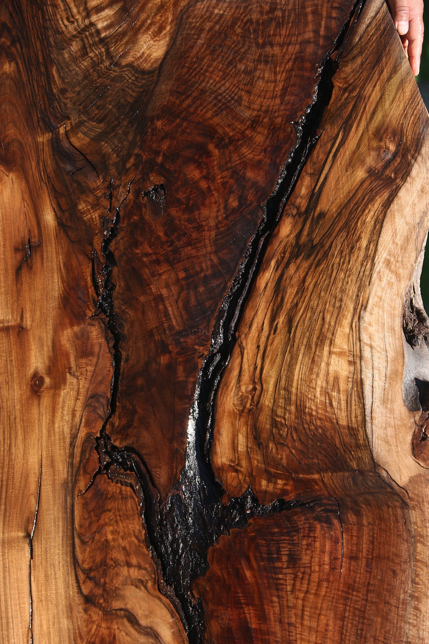 Exhibition Figured Rustic Claro/English Walnut Grafted Live Edge Slab