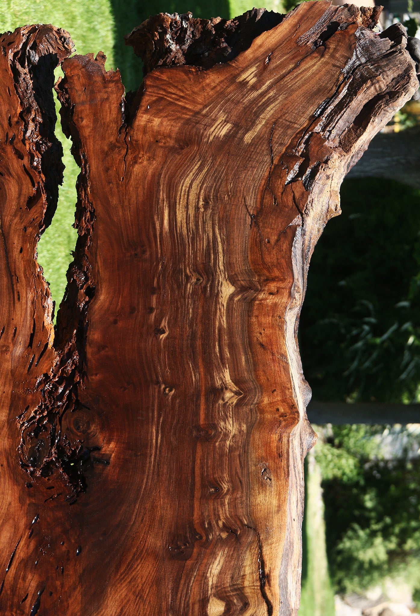 Figured Crotchwood Rustic Claro Walnut Live Edge Slab