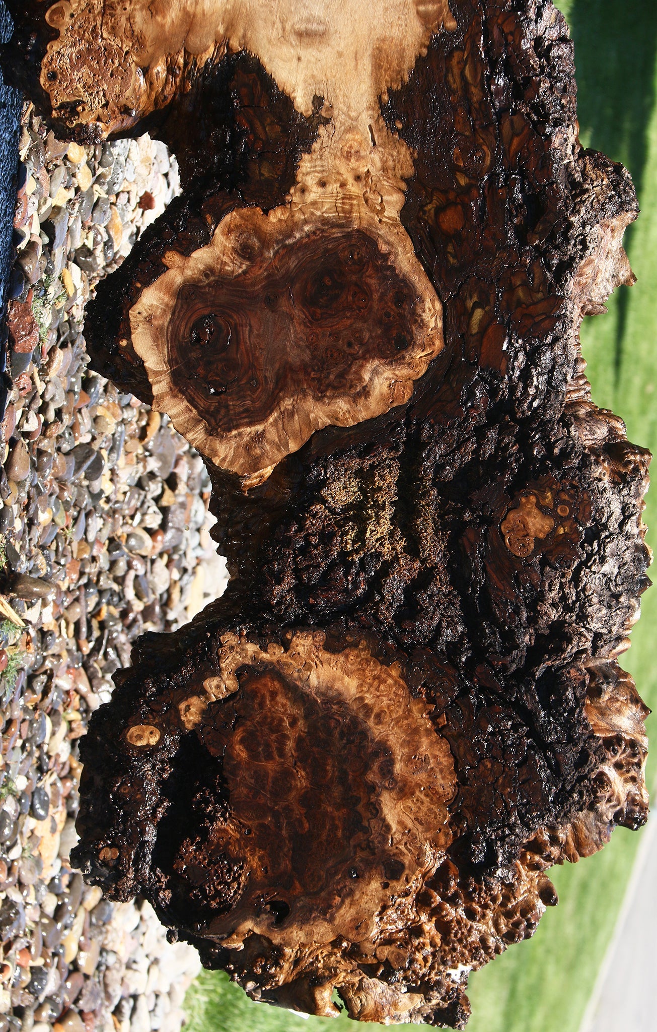 Extra Fancy Rustic Claro Walnut Burl Live Edge Slab