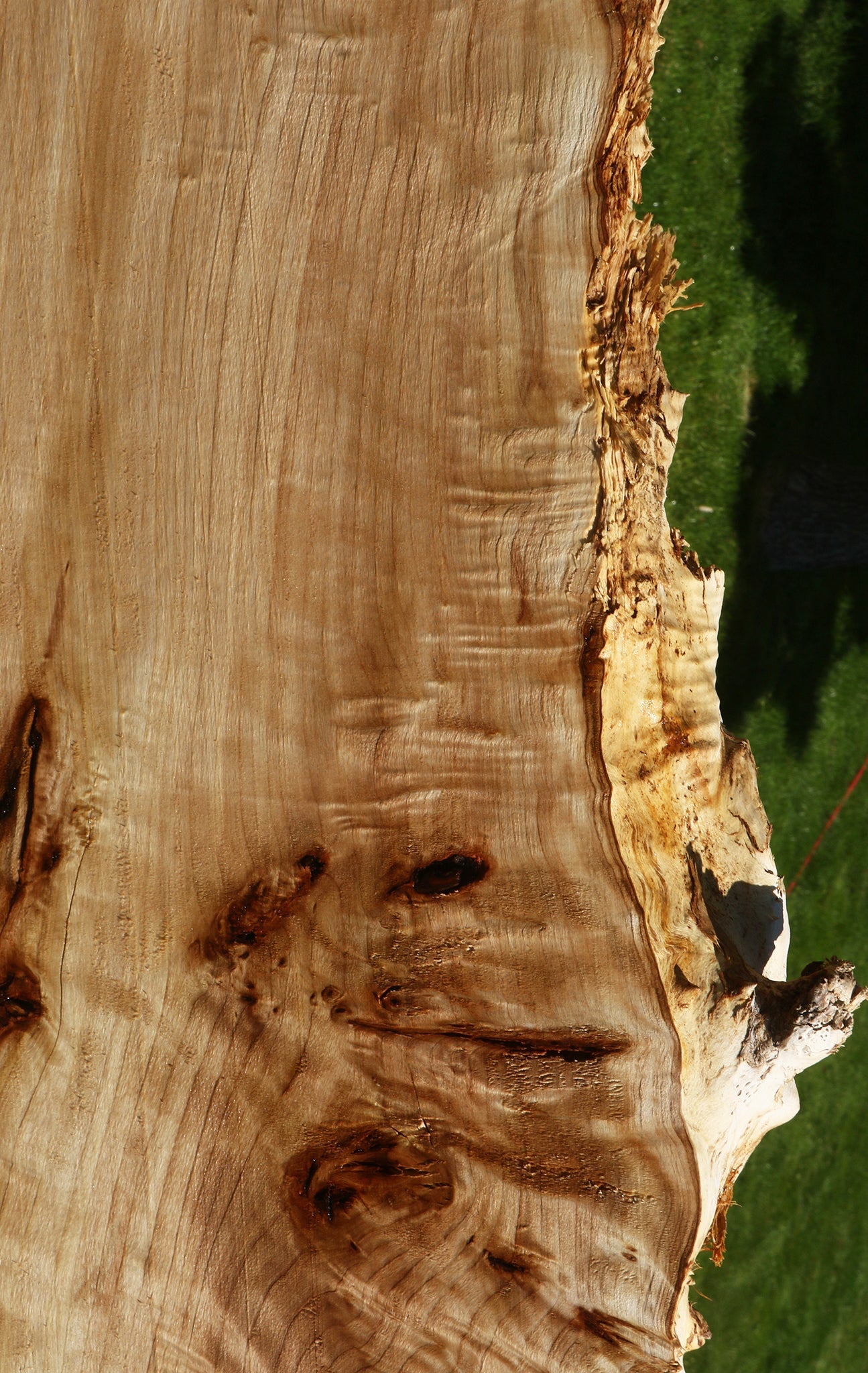 Extra Fancy Black Cottonwood Live Edge Slab