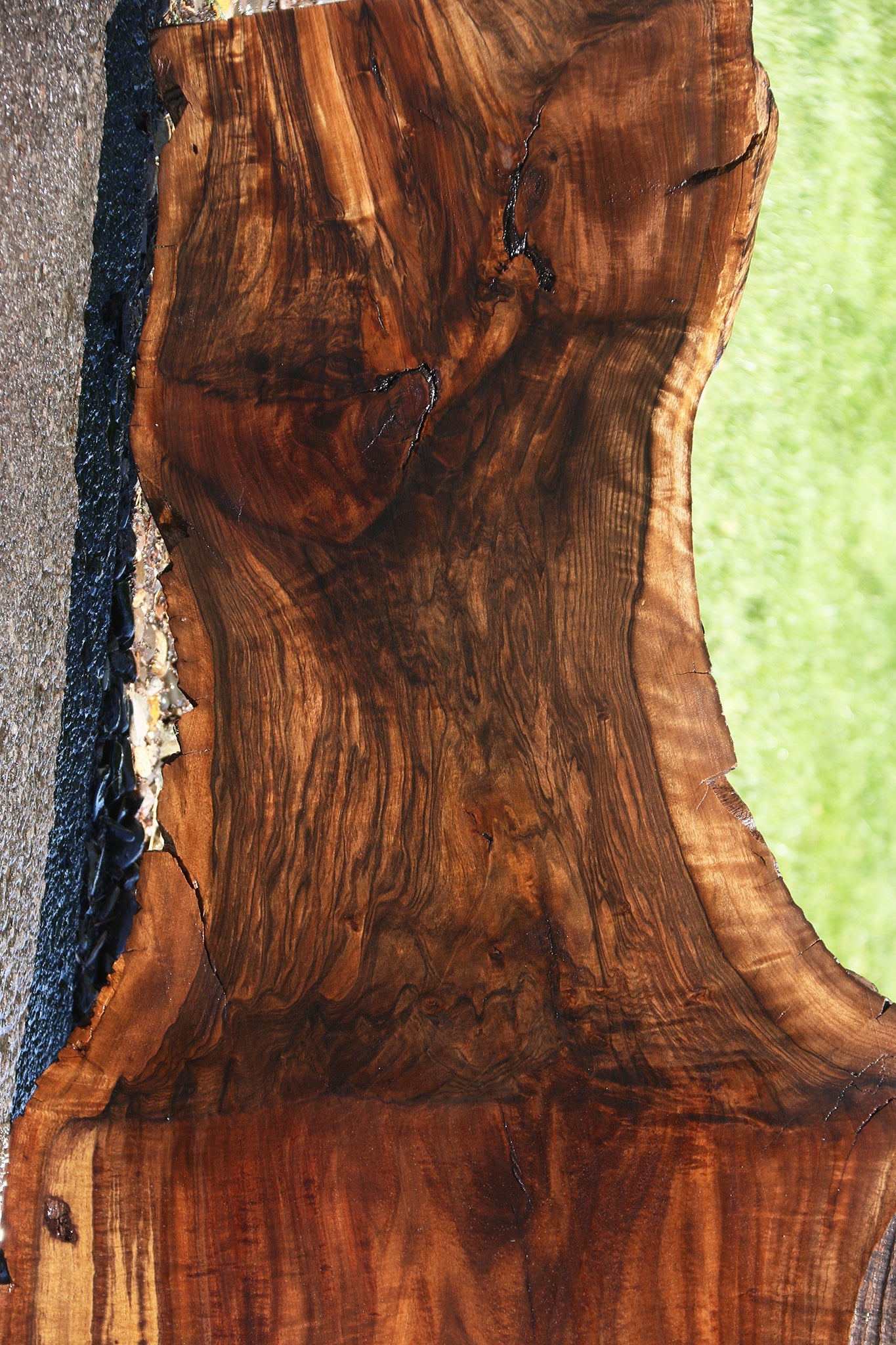 Extra Fancy Grafted Claro/English Live Edge Slab (Free Shipping Excluded)