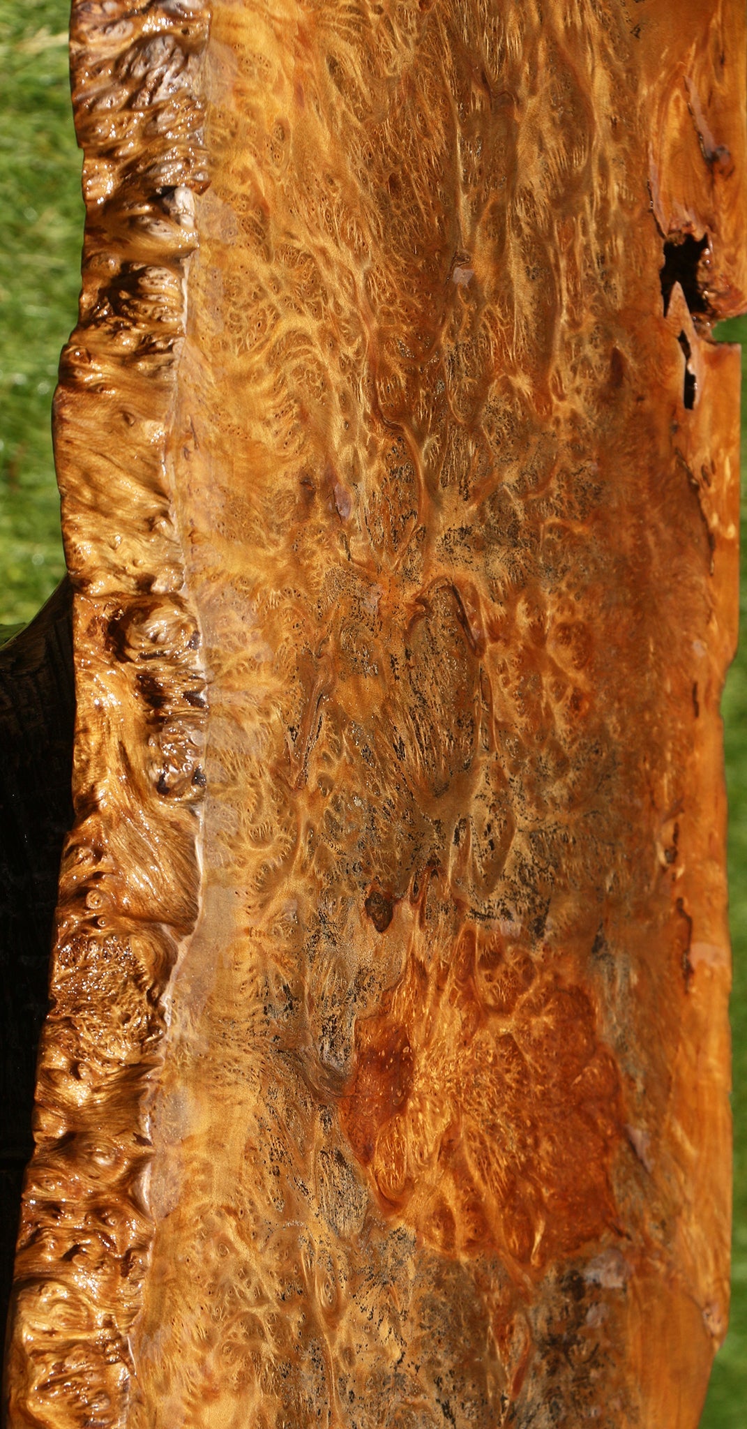 Asian Satinwood Burl Live Edge Mini Slab