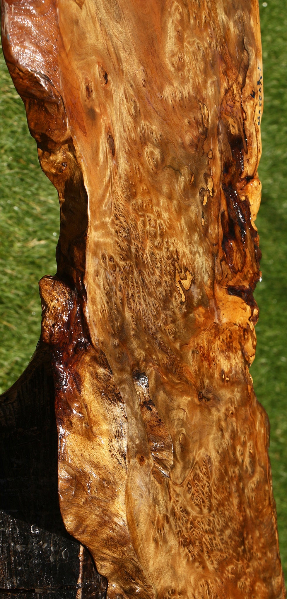 Asian Satinwood Burl Live Edge Mini Slab (Free Shipping Excluded)