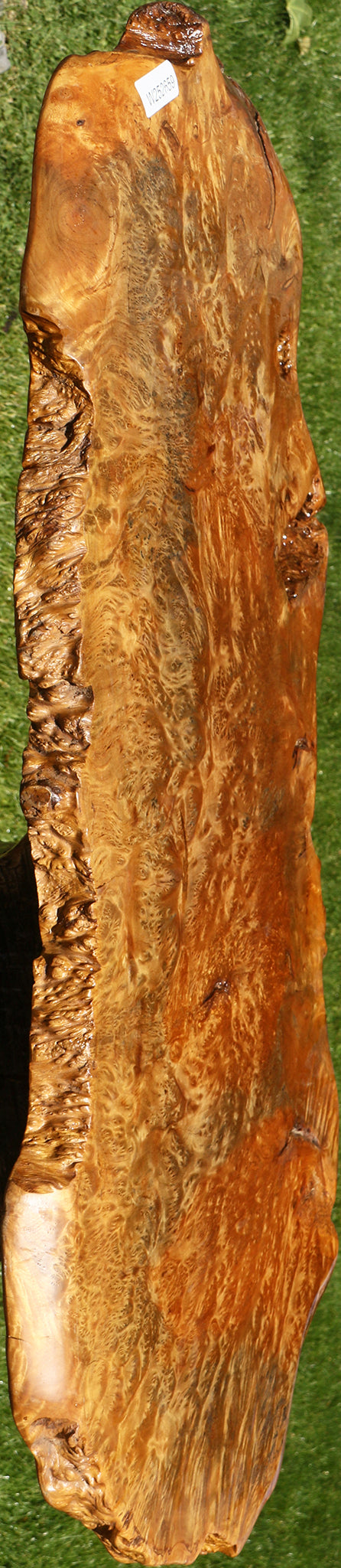 Asian Satinwood Burl Live Edge Mini Slab (Free Shipping Excluded)