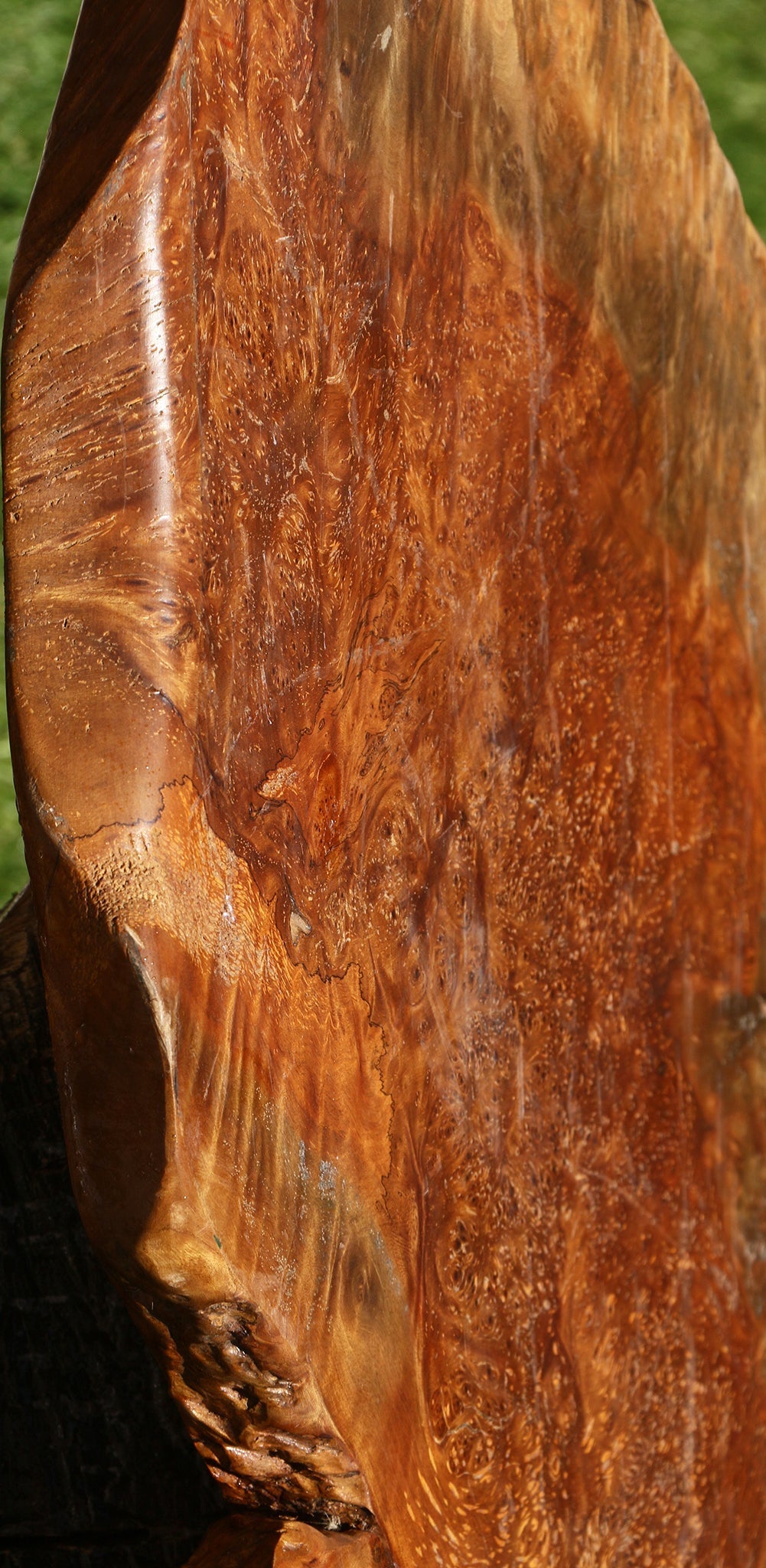 Asian Satinwood Burl Live Edge Mini Slab (Free Shipping Excluded)