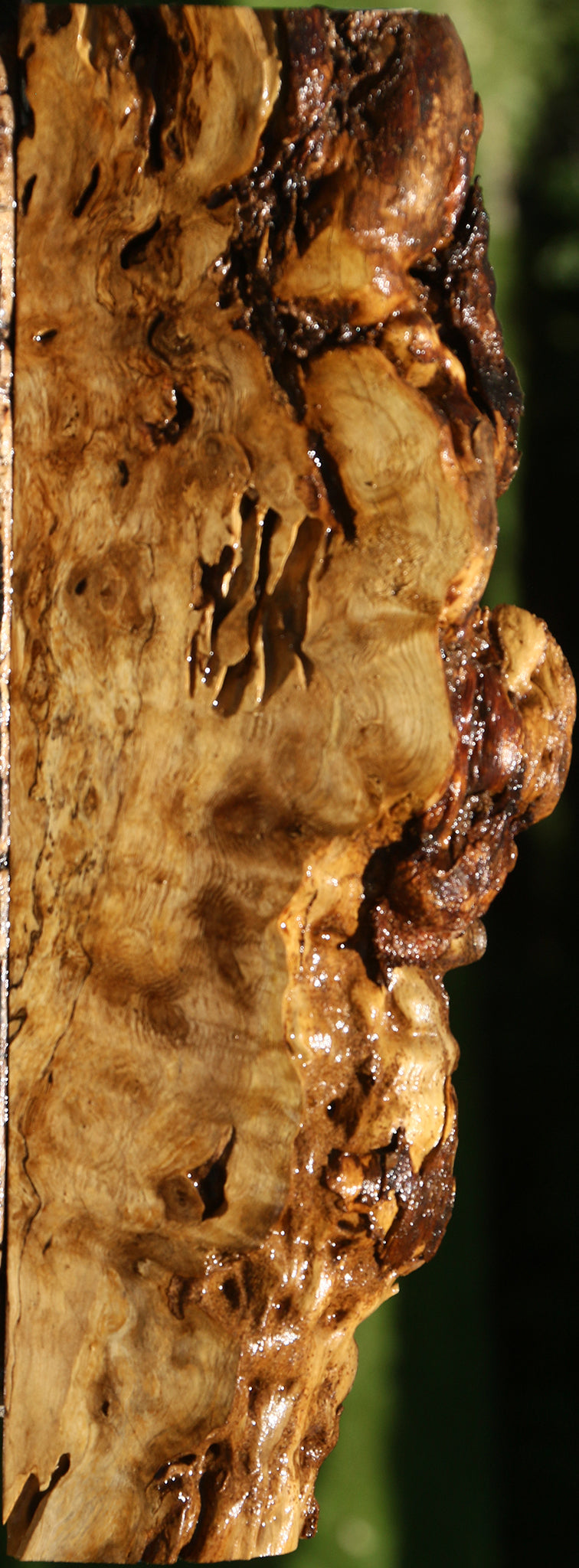 Rustic Crepe Myrtle Burl Live Edge Lumber