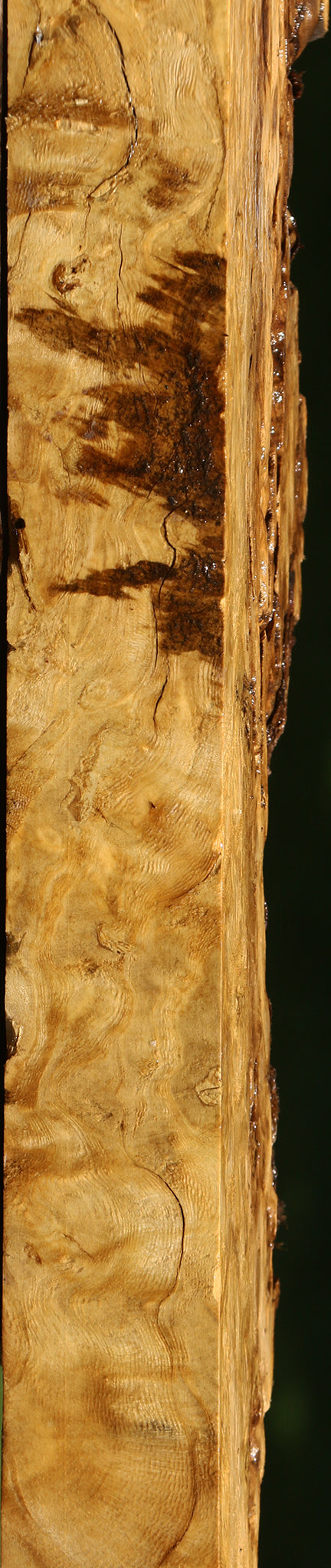 Rustic Crepe Myrtle Burl Live Edge Slice